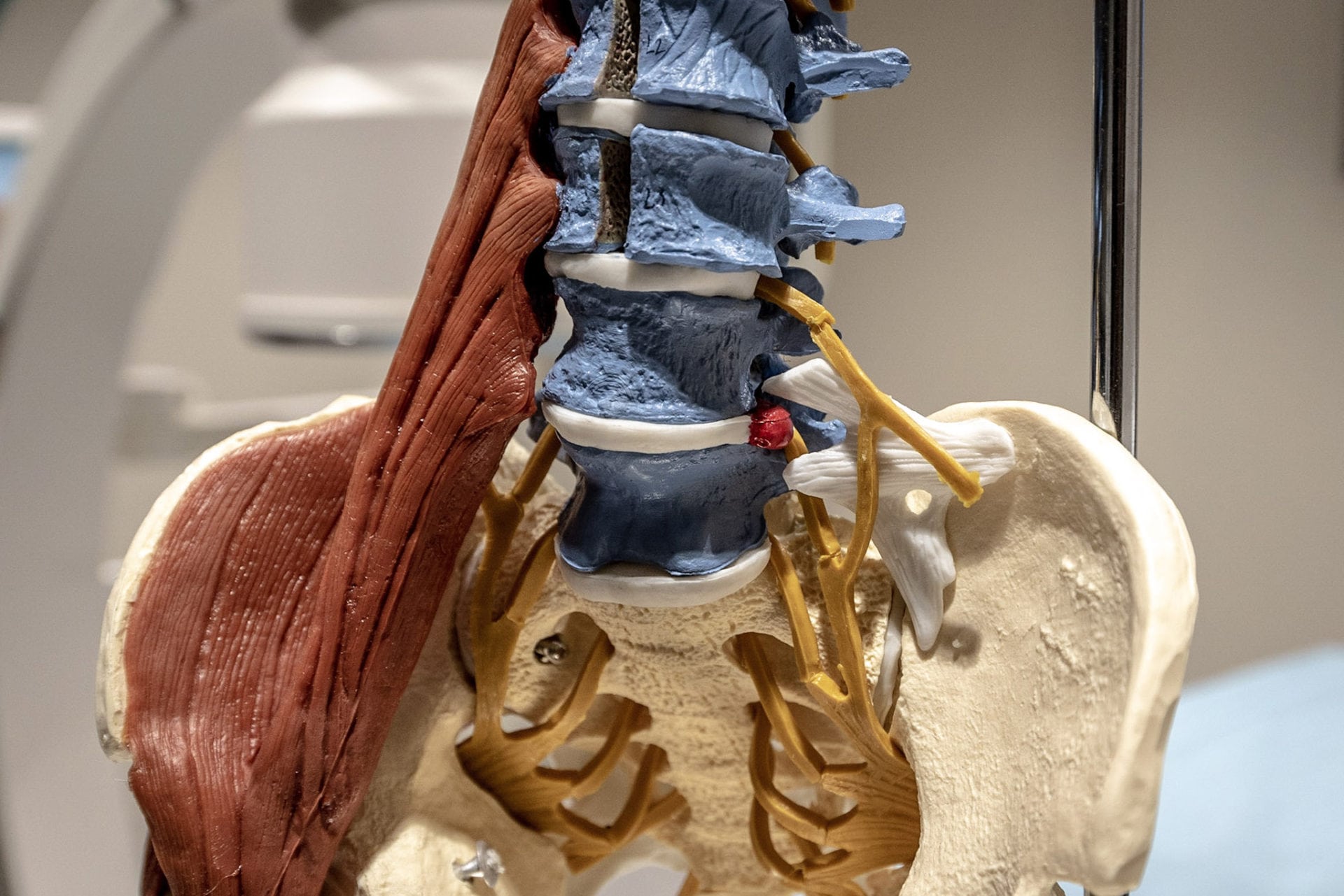 A model of human anatomy